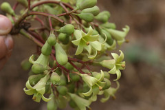 Pterocymbium tinctorium